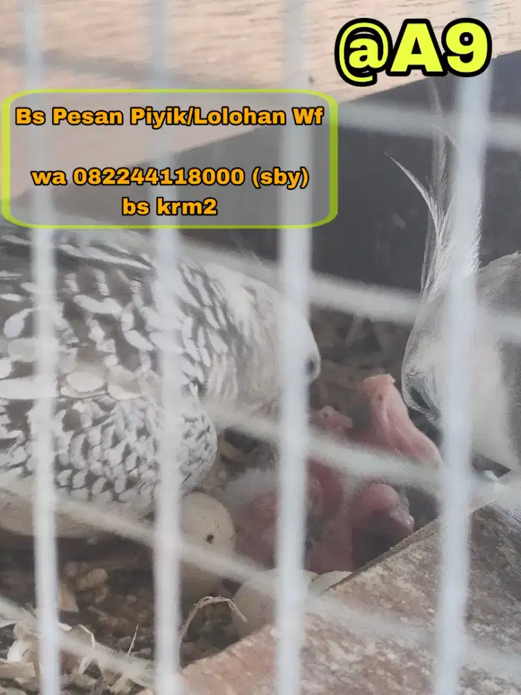 Telur/Piyik/Loloh Falk Wf