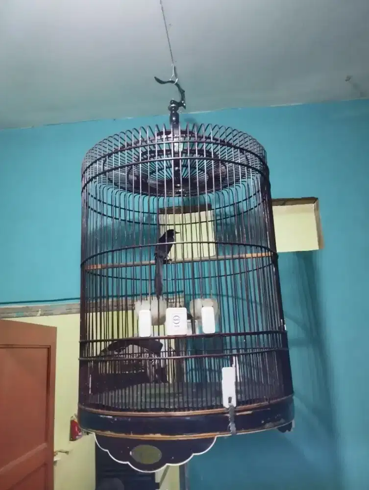 Murai bajak laut exs Lapangan