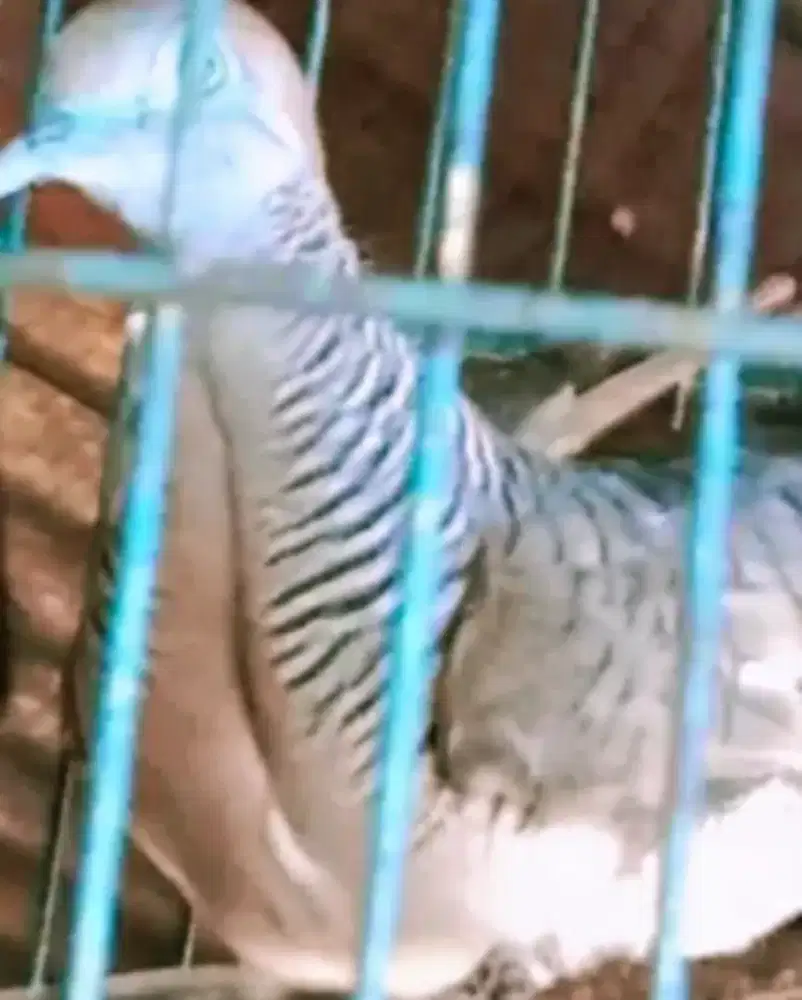 Perkutut banyumili super