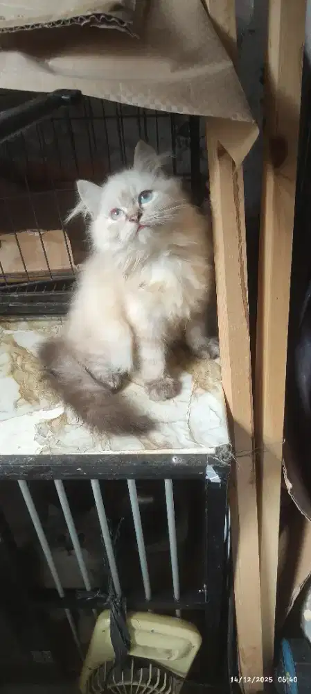 Kitten himalaya cantik.