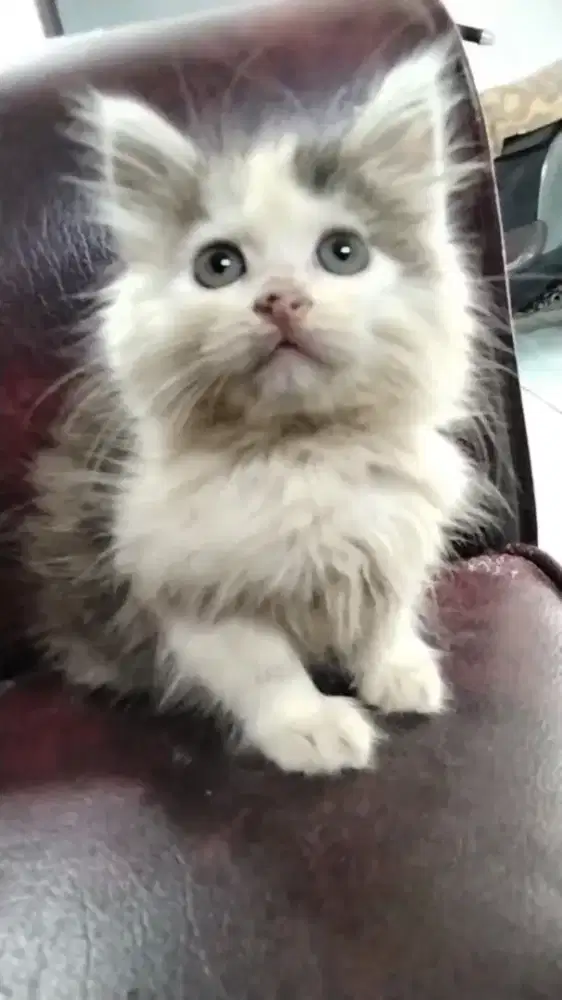 Persia mix mainecoon