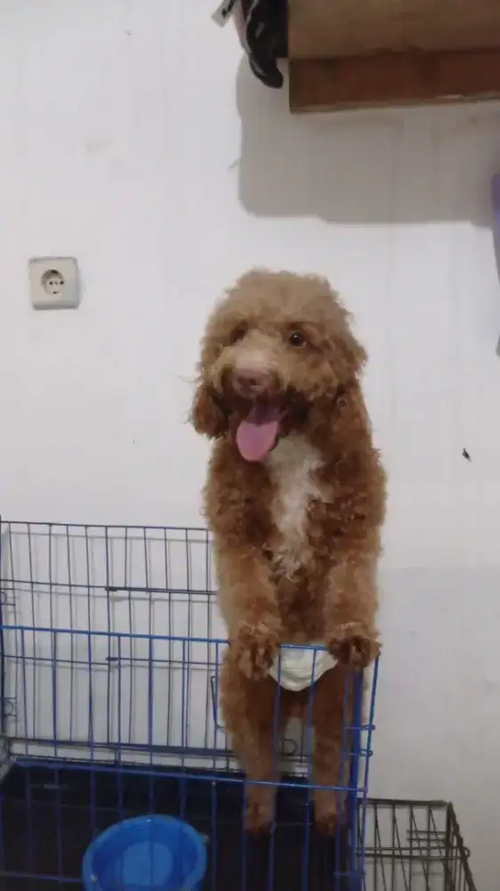 Open adopt poodle ganti biaya pakan aja