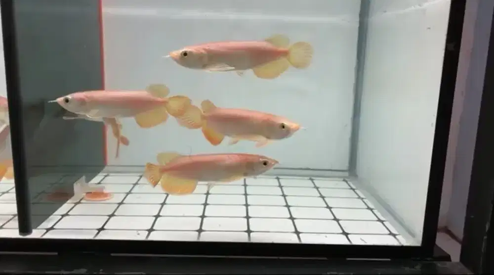 Arowana Super Red size 15cm