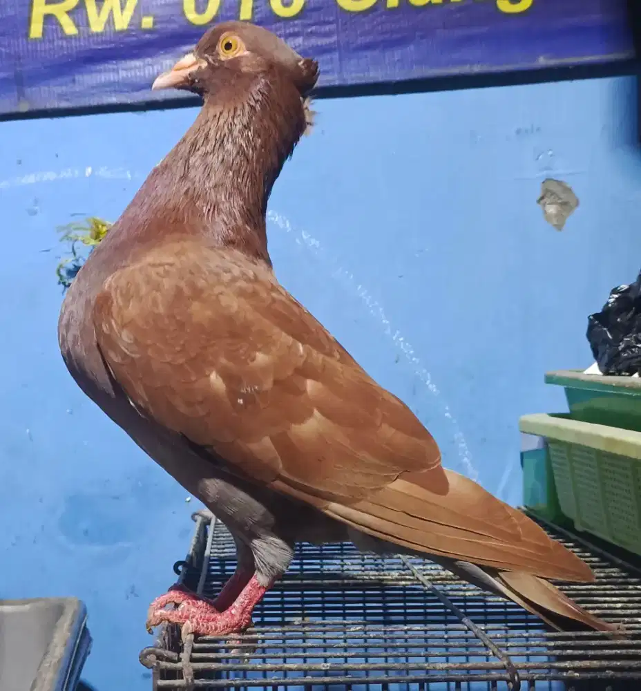 Merpati kolongan / tomprang jambul gambir, sepasang giring