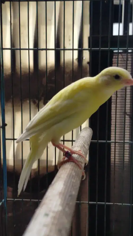 Burung kenari (sfbbsf*AFsf)*F1bb paud/anak