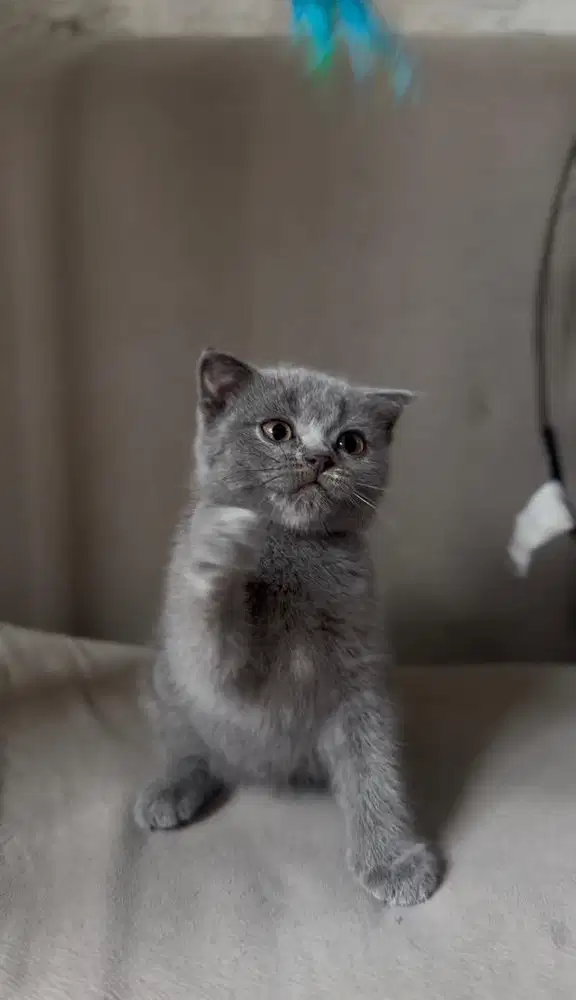 Scottish Fold Kitten