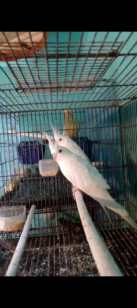 Burung falk Australia,Albino mata merah