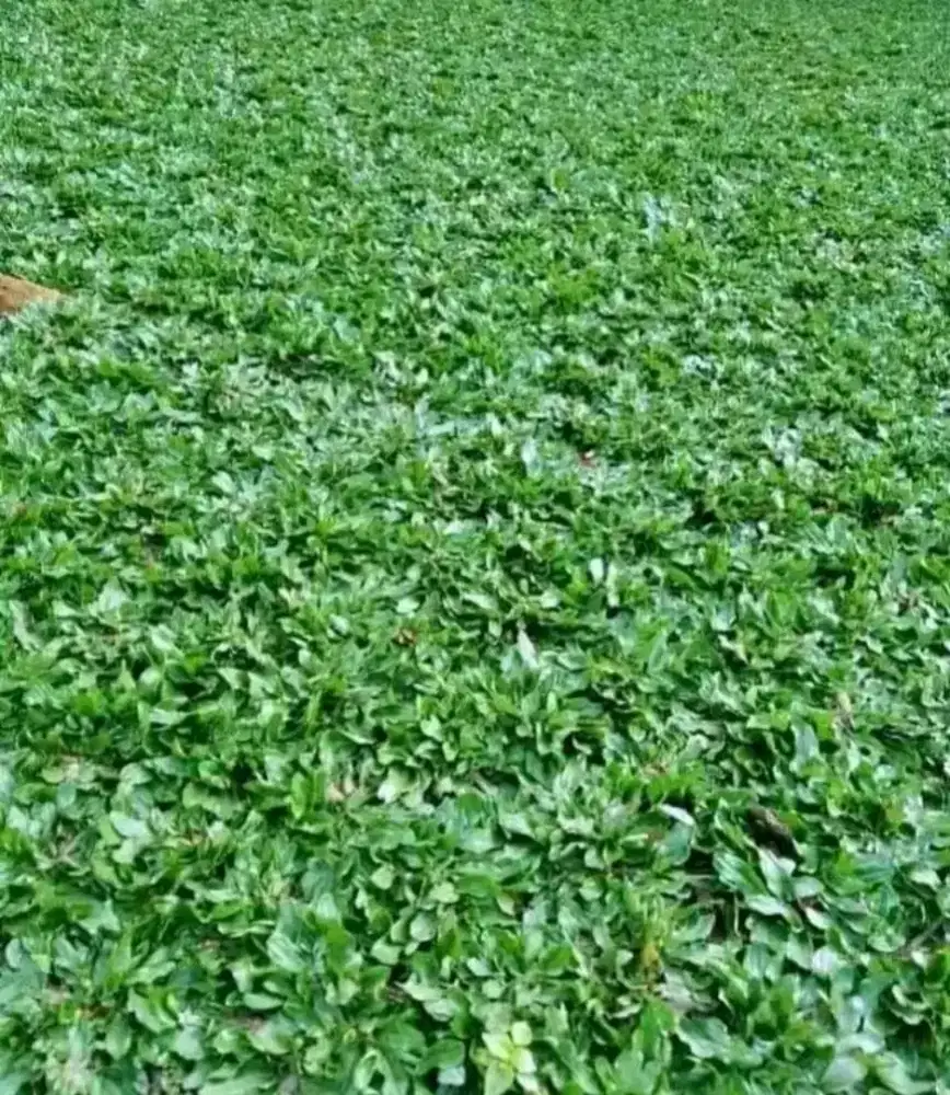 Jual rumput hias gajah mini