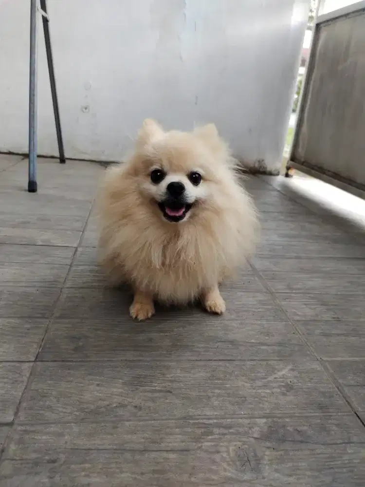Jual Anjing Minipom Murah