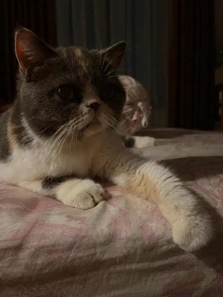 British female calico