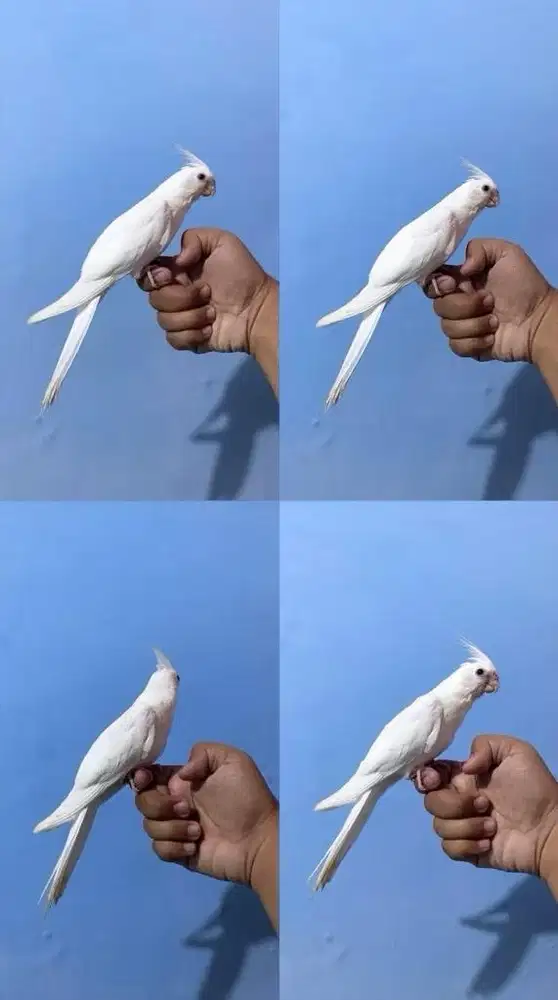 Falk cockatiel parkit australia not sunconure