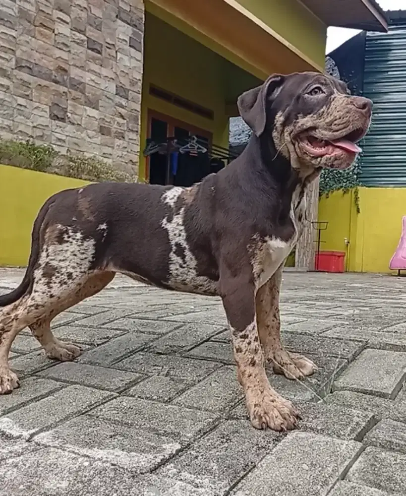 Pitbull choco Merle Betina