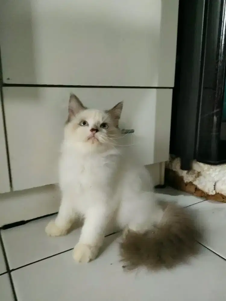 Jual Kucing Ras Ragdol Himalaya Birman persis ekor jambul bulu panjang