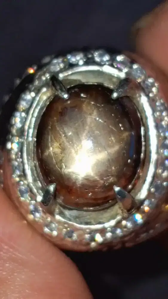 Di jual Bangsing Brahma Ster