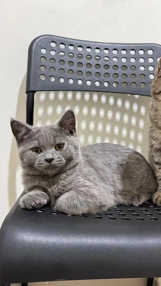 Kucing British Short Hair