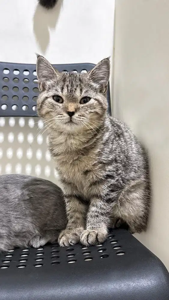 Kucing British Short Hair