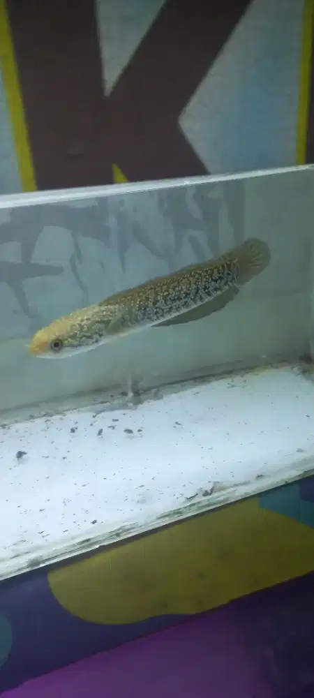 Ikan channa rsp kalimaya