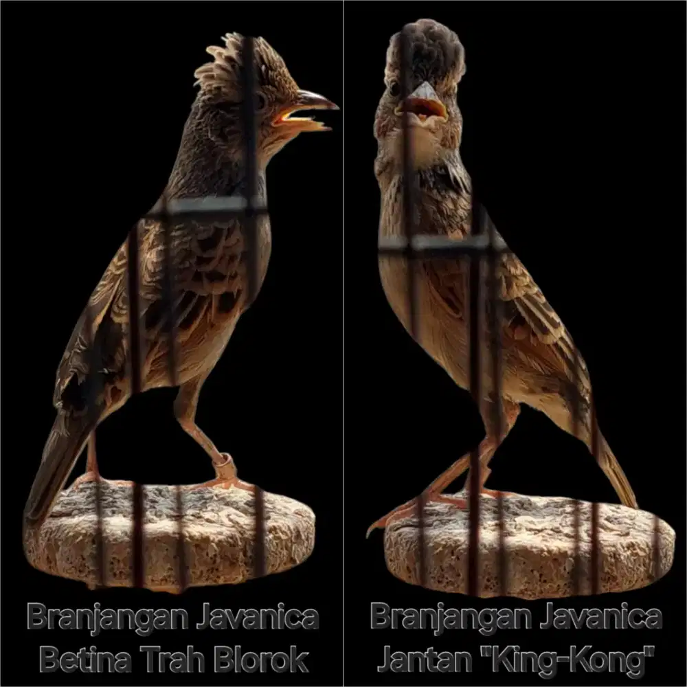 Branjangan Javanica Mapan Siap Ternak