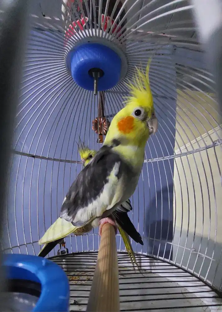 Sepasang Parkit Australia / Falk