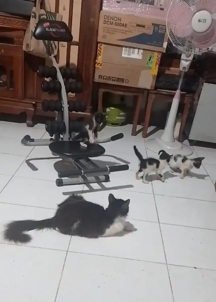 Anak kucing anggora gemesin