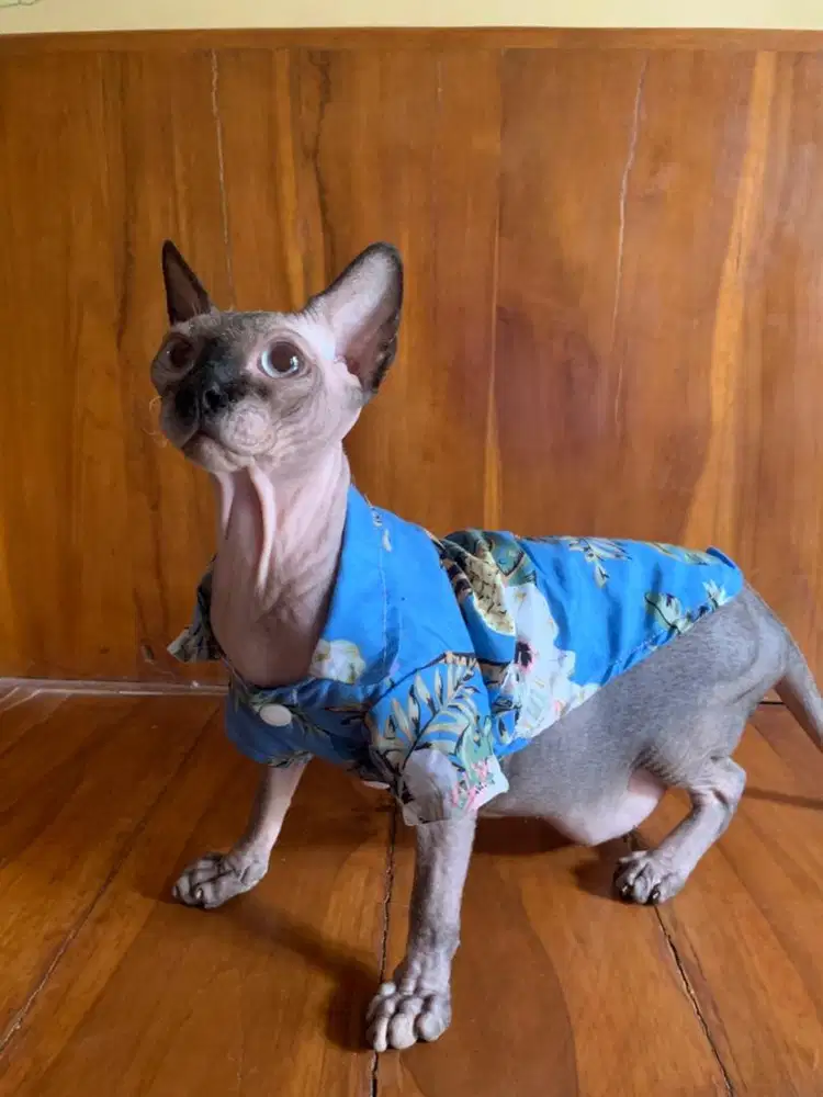 Lepas adopt, sphynx jantan 18bulan