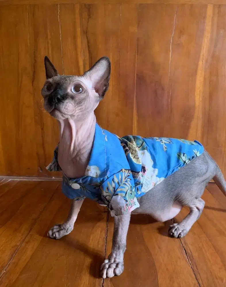 Lepas adopt, sphynx jantan 18bulan