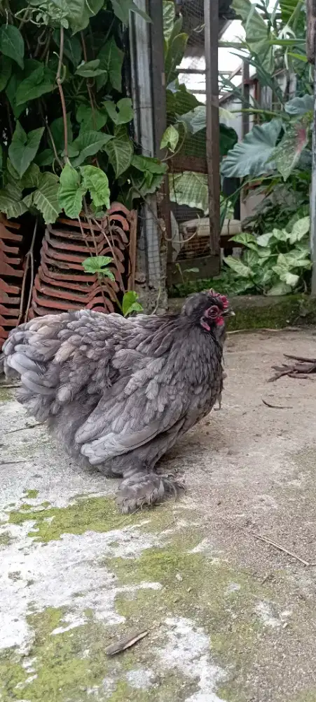 Ayam Bantam chocin