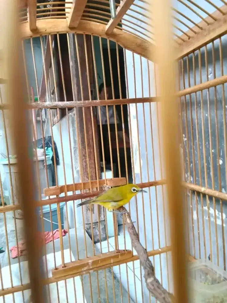 PC garut garansi jantan jaminan ngiriwik