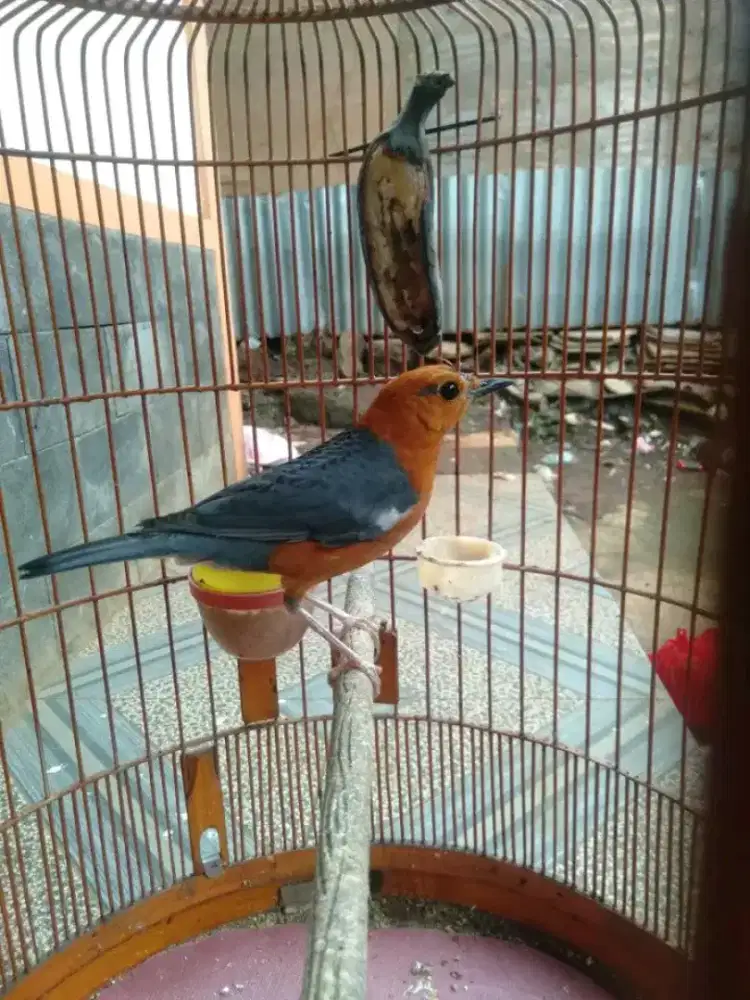 Anis merah ori hutan lokal sumedang giras garansi jantan tt mangga