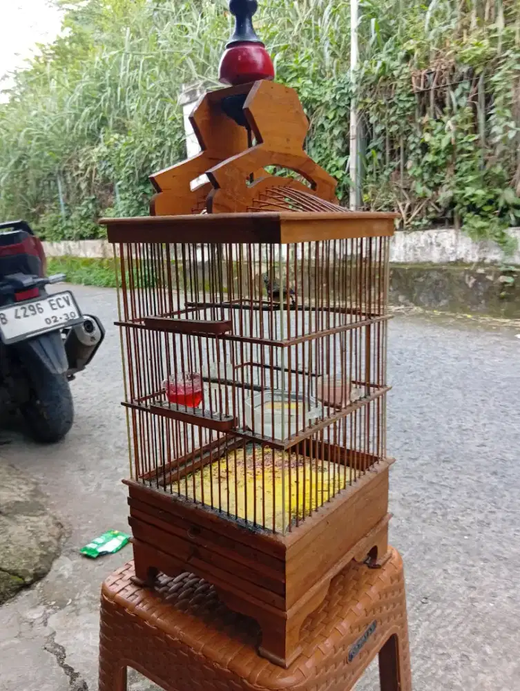 Burung kolibri ninja trotolan rajin bunyi