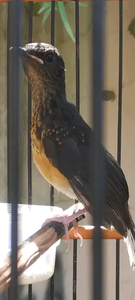 Trotol murai batu medan trah ekor panjang garansi jantan tt mangga