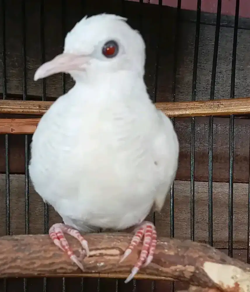 Perkutut putih mata merah ada sepasang