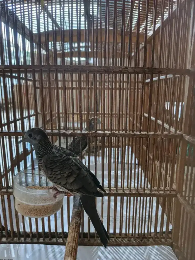 Perkutut bangkok jantan suara besar agem