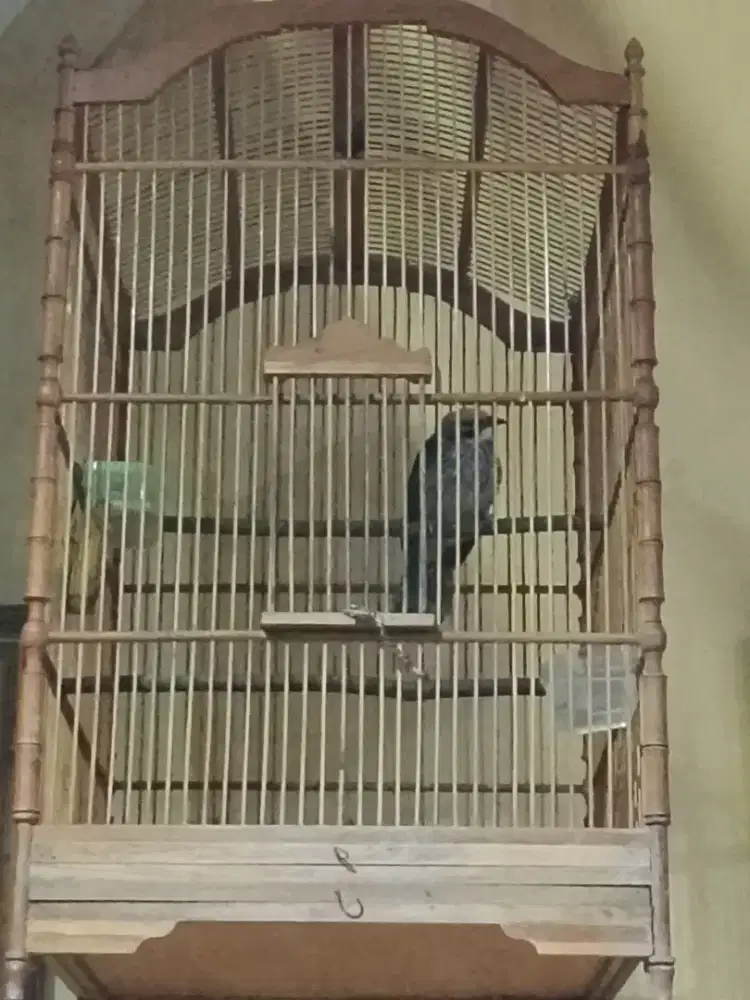 cucak rawa gacor cucak rowo gacor