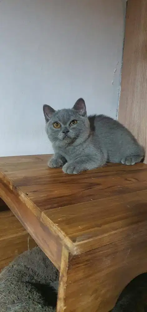 Kitten British Shorthair