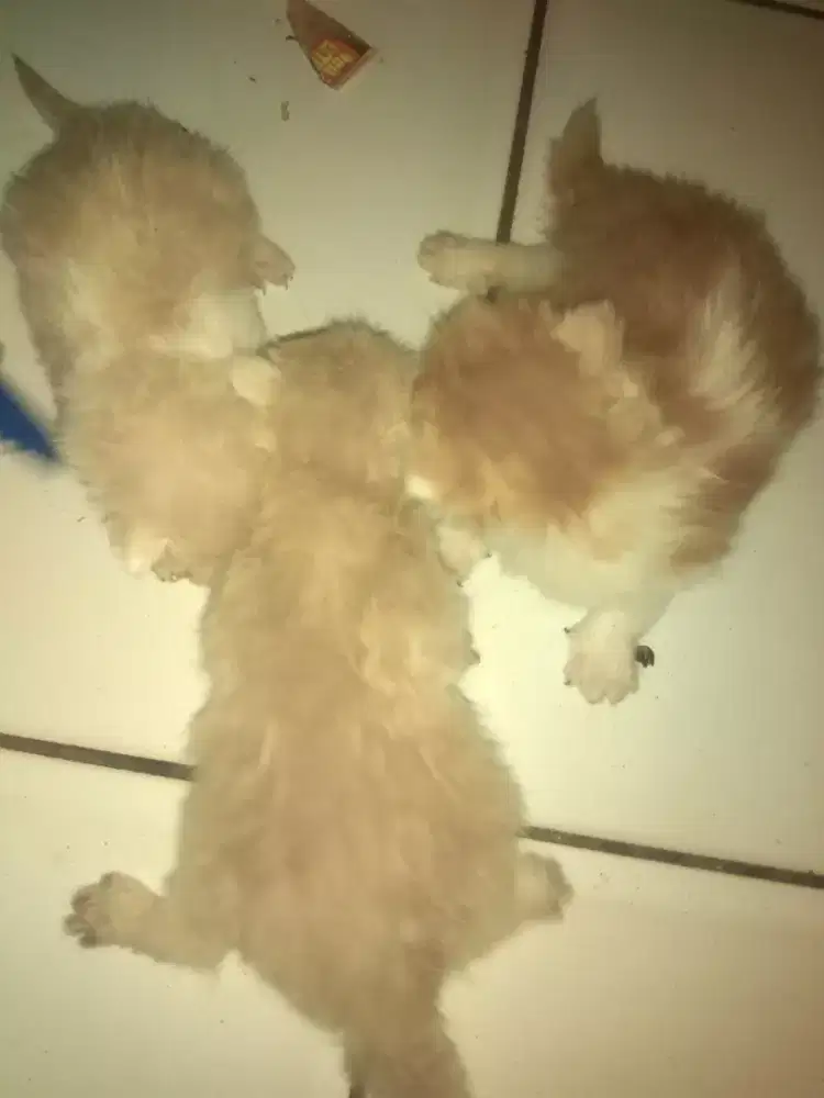 Kucing anggora/persia