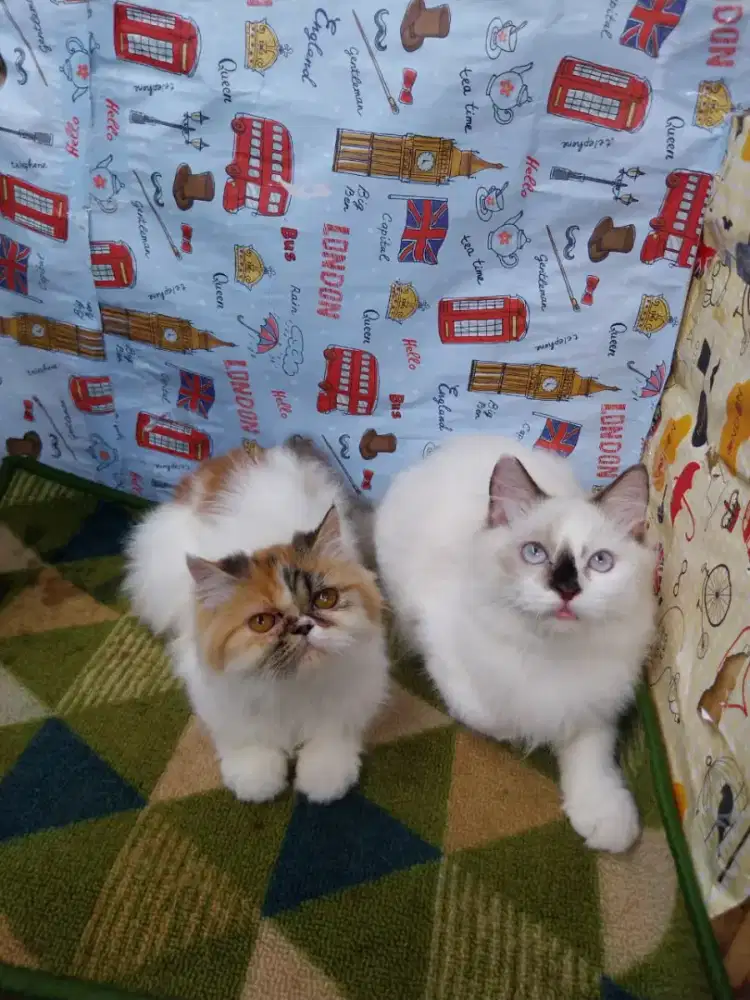 Ragdol x peaknose 3bln up