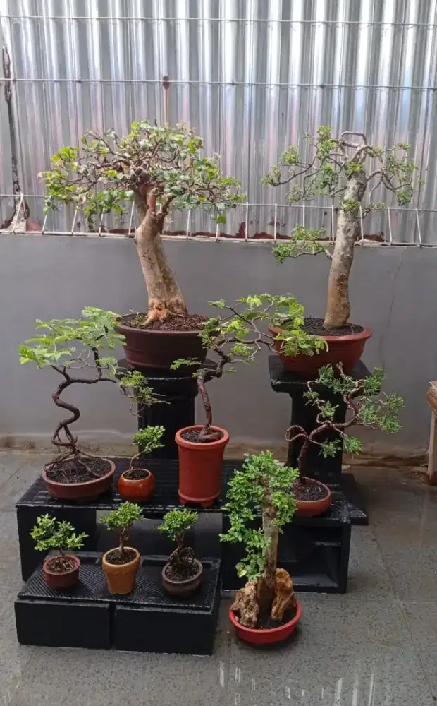 Borong murah mini bonsai 10 pohon