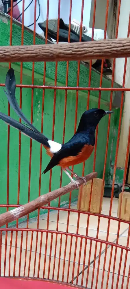 Murai ring ternak rasa hutan hrian gacor fighter isian royal