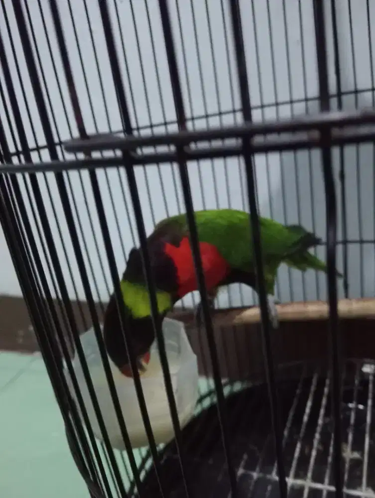 warna warni dada merah