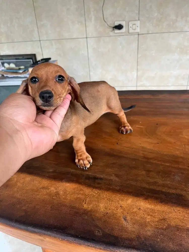 super cakep tekel mini betina