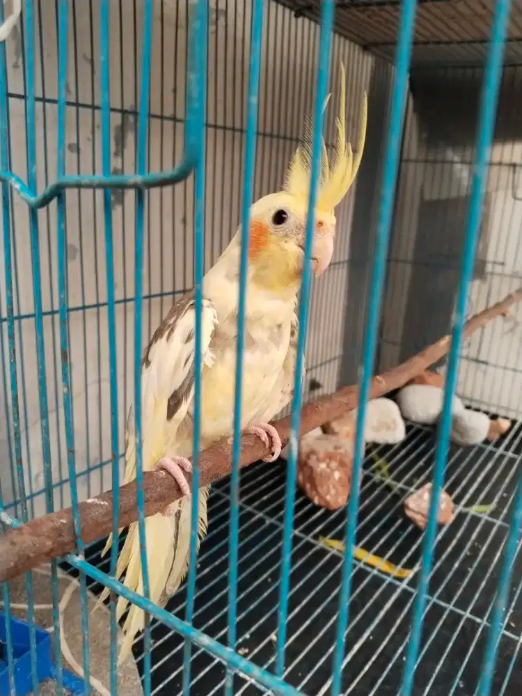 Falk Australia Jantan