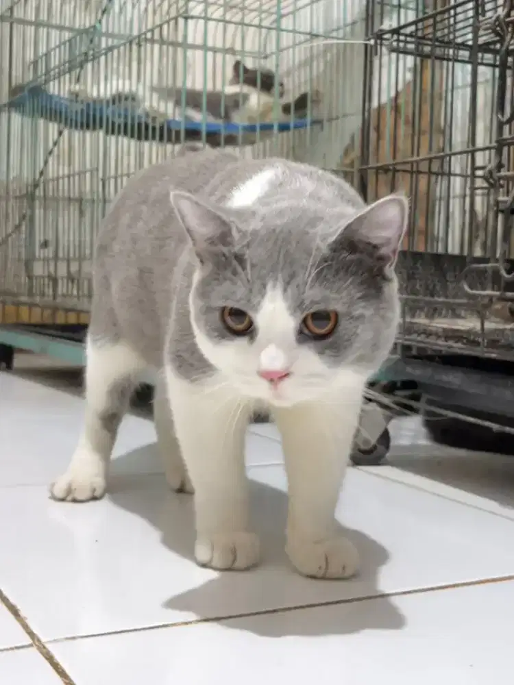 Britishshorthair pure bicolour blue