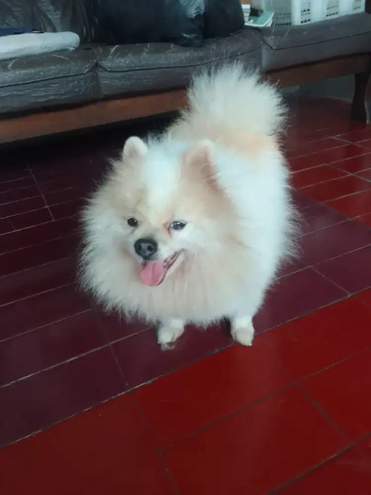 Minipom jantan stb vaksin