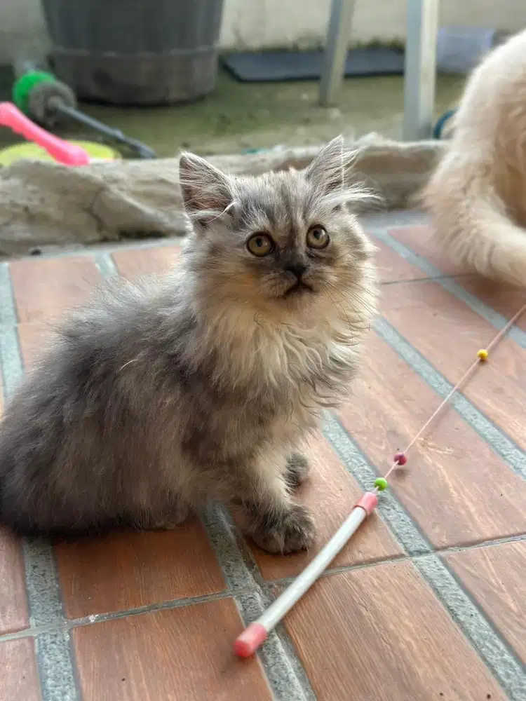 Kucing Persia Abu-Abu
