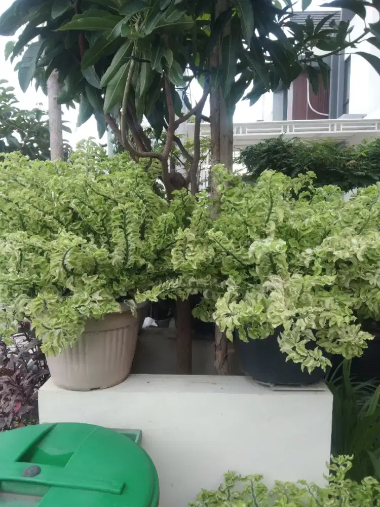 Tanaman Patah Tulang Varigata (Putih)