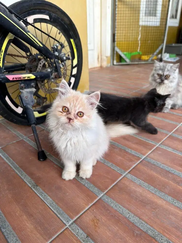 Kucing persia oyen putih