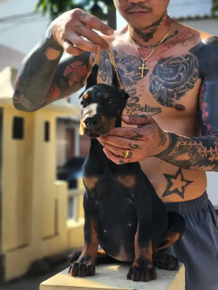 Doberman female europe type import thailand