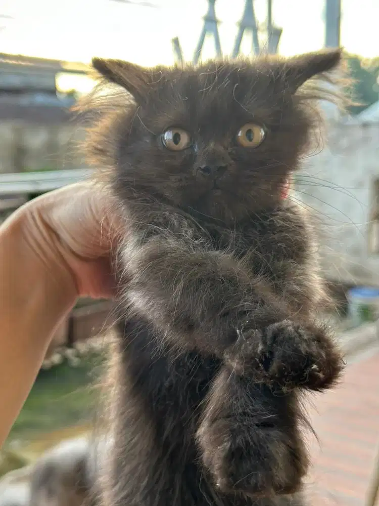 Kucing Persia hitam