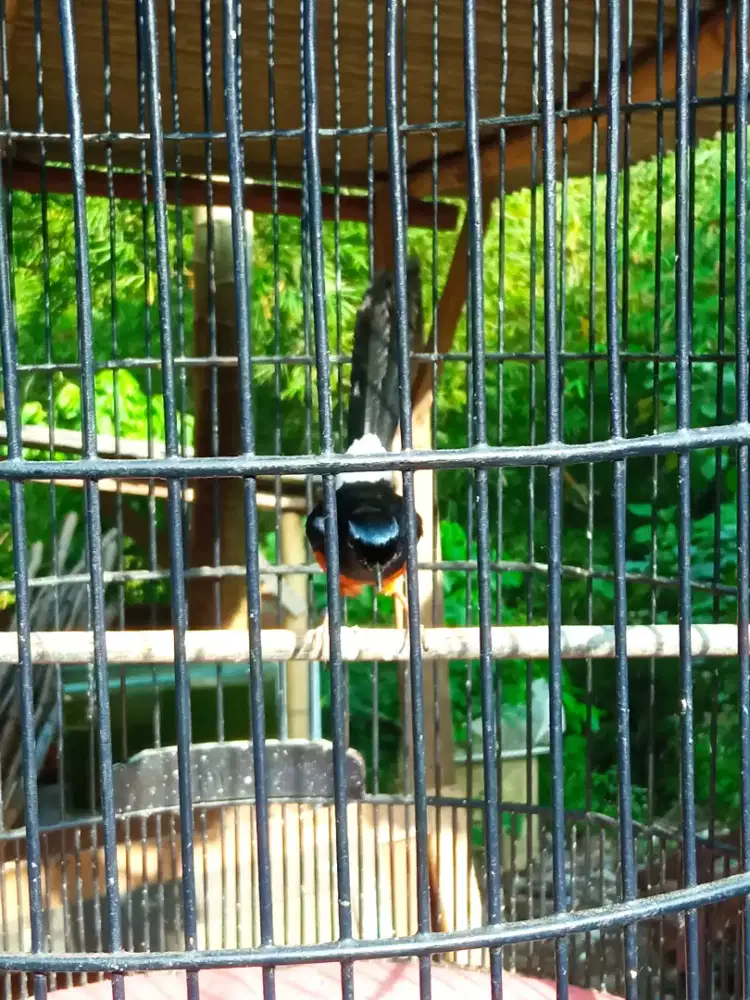 Burung murai batu Medan